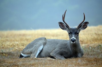 Quad Cities Buck Hunting